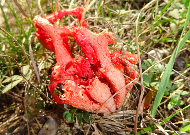 Clathrus ruber